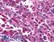 Frizzled Class Receptor 8 antibody, LS-A4776, Lifespan Biosciences, Immunohistochemistry frozen image 