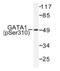 GATA Binding Protein 1 antibody, AP01591PU-N, Origene, Western Blot image 