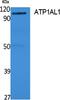 ATPase H+/K+ Transporting Non-Gastric Alpha2 Subunit antibody, A07149, Boster Biological Technology, Western Blot image 