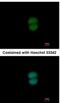 Ring Finger Protein 40 antibody, NBP2-20189, Novus Biologicals, Immunofluorescence image 