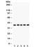 Cyclin Dependent Kinase 7 antibody, R32121, NSJ Bioreagents, Western Blot image 