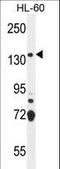 SOS Ras/Rho Guanine Nucleotide Exchange Factor 2 antibody, LS-C161395, Lifespan Biosciences, Western Blot image 