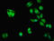 Metaxin 2 antibody, LS-C676097, Lifespan Biosciences, Immunofluorescence image 