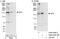 AF4/FMR2 Family Member 1 antibody, A302-344A, Bethyl Labs, Western Blot image 