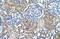 Glutaminase 2 antibody, ARP43562_T100, Aviva Systems Biology, Immunohistochemistry paraffin image 