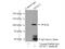 Rap Guanine Nucleotide Exchange Factor 3 antibody, 12572-1-AP, Proteintech Group, Immunoprecipitation image 