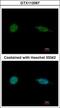 SAP30 Binding Protein antibody, GTX112067, GeneTex, Immunofluorescence image 