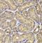 FKBP Prolyl Isomerase 6 antibody, FNab03146, FineTest, Immunohistochemistry paraffin image 