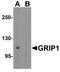 Glutamate Receptor Interacting Protein 1 antibody, A03167, Boster Biological Technology, Western Blot image 