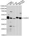 Cell Adhesion Molecule 3 antibody, STJ26947, St John