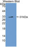 Notch Receptor 4 antibody, LS-C315016, Lifespan Biosciences, Western Blot image 