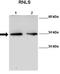 Actin Related Protein T2 antibody, orb77682, Biorbyt, Western Blot image 