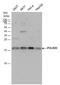 RNA Polymerase II Subunit D antibody, PA5-35954, Invitrogen Antibodies, Western Blot image 