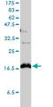 Claudin 1 antibody, LS-B4480, Lifespan Biosciences, Western Blot image 