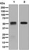 CD27 Molecule antibody, ab131254, Abcam, Western Blot image 
