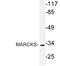 Myristoylated Alanine Rich Protein Kinase C Substrate antibody, LS-C177702, Lifespan Biosciences, Western Blot image 