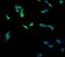 Zeta Chain Of T Cell Receptor Associated Protein Kinase 70 antibody, M01857-3, Boster Biological Technology, Immunofluorescence image 