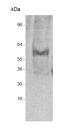 CCNA antibody, AHP2408, Bio-Rad (formerly AbD Serotec) , Western Blot image 