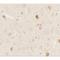 PRAS40 antibody, LS-C201101, Lifespan Biosciences, Immunohistochemistry paraffin image 