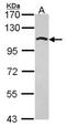 Golgin A1 antibody, NBP2-16705, Novus Biologicals, Western Blot image 