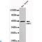 Creatine Kinase, Mitochondrial 2 antibody, LS-C812925, Lifespan Biosciences, Western Blot image 