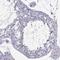 IQ Motif Containing D antibody, HPA046810, Atlas Antibodies, Immunohistochemistry paraffin image 