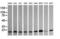 HRas Proto-Oncogene, GTPase antibody, LS-C174469, Lifespan Biosciences, Western Blot image 