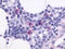 C-X-C chemokine receptor type 5 antibody, TA340425, Origene, Immunohistochemistry frozen image 
