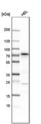 Serum deprivation-response protein antibody, NBP1-86610, Novus Biologicals, Western Blot image 