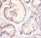 Wnt Family Member 3A antibody, orb241747, Biorbyt, Immunohistochemistry paraffin image 