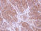 Tropomyosin 2 antibody, LS-C186058, Lifespan Biosciences, Immunohistochemistry frozen image 