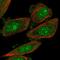 Interleukin-1 family member 7 antibody, PA5-62954, Invitrogen Antibodies, Immunofluorescence image 