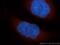 Thioesterase superfamily member 4 antibody, 14692-1-AP, Proteintech Group, Immunofluorescence image 