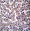 Prolylcarboxypeptidase antibody, LS-C162119, Lifespan Biosciences, Immunohistochemistry paraffin image 