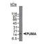 BCL2 Binding Component 3 antibody, PA1-16861, Invitrogen Antibodies, Western Blot image 