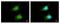 Glutathione S-Transferase Pi 1 antibody, NBP2-16757, Novus Biologicals, Immunofluorescence image 