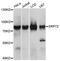 Signal Recognition Particle 72 antibody, abx127057, Abbexa, Western Blot image 