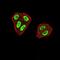 ZFP91 Zinc Finger Protein antibody, NBP2-61854, Novus Biologicals, Immunofluorescence image 