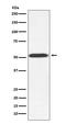 alpha-Tubulin antibody, M30932, Boster Biological Technology, Western Blot image 