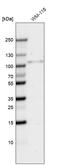 SRY-Box 6 antibody, AMAb91382, Atlas Antibodies, Western Blot image 