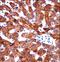Cytochrome B5 Type A antibody, LS-C167190, Lifespan Biosciences, Immunohistochemistry frozen image 