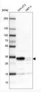 Thymidine Kinase 2 antibody, NBP1-92505, Novus Biologicals, Western Blot image 