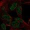 Collagen Triple Helix Repeat Containing 1 antibody, PA5-66434, Invitrogen Antibodies, Immunofluorescence image 