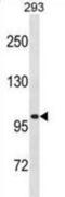 Leucine Rich Repeat Containing 8 VRAC Subunit A antibody, abx031061, Abbexa, Western Blot image 