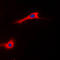 Coenzyme Q8A antibody, LS-B13633, Lifespan Biosciences, Immunofluorescence image 