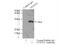 Nudix Hydrolase 21 antibody, 10322-1-AP, Proteintech Group, Immunoprecipitation image 