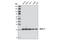 Mitochondrial Ribosomal Protein L11 antibody, 2066P, Cell Signaling Technology, Western Blot image 