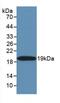 Tumor necrosis factor-related apoptosis inducing ligand antibody, MBS2001279, MyBioSource, Western Blot image 