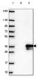 EI24 Autophagy Associated Transmembrane Protein antibody, HPA051029, Atlas Antibodies, Western Blot image 