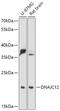 DnaJ Heat Shock Protein Family (Hsp40) Member C12 antibody, 18-079, ProSci, Western Blot image 